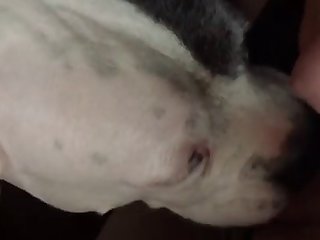 Alors Que Mon Corps Se Précipitait En Avant Pendant Que Le Chien Me Baisait