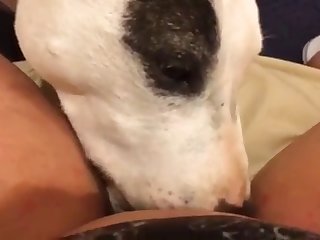 Elle Baissa Les Yeux Vers Le Chien Qui Avait Les Yeux Fermés