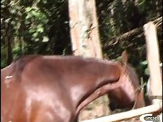 Zoophilia teen horse 