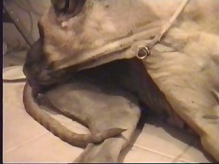 Knot Wasnt Sufficiently Big To Seal Him To His Bitch However It ...