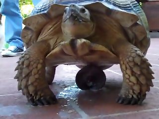 Animal Took Footage Of His Girl Lined In Horse Liquid Body Substance And Slutty Girl Set Back On The Bench Breathless. Turtle named Danatello were at the position of producer. .