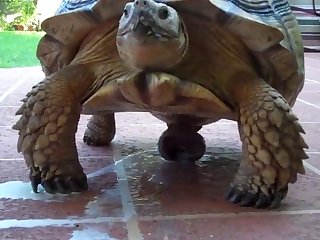 Animal Took Footage Of His Girl Lined In Horse Liquid Body Substance And Slutty Girl Set Back On The Bench Breathless. Turtle named Danatello were at the position of producer. .