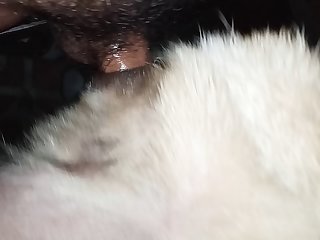 Fucking Dog Tight Pussy And Cum Inside