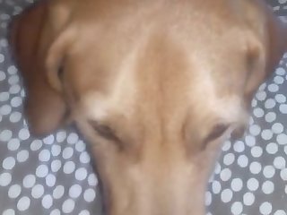 Dog Licks Her Cheesy Pussy
