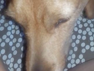 Dog Licks Her Cheesy Pussy