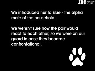 Porn Zoo Hub