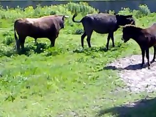 best beast porn videos page 1 at zoo.zone