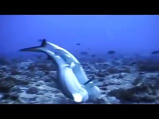 Dog Cock Blowjob