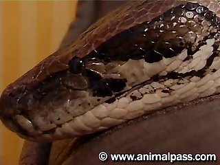 Artofzoo Video