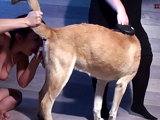 Bestiality Porn Webcam