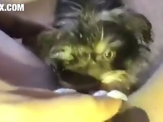Sexy Animal Porn