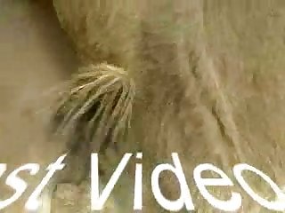 Animal Porn Ro