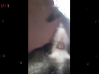Bull Porn Animal