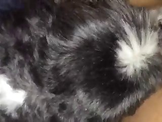 Animal Cartoon Porn Comics