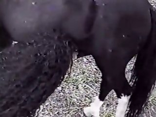 Animal Sexual Abuse Porn