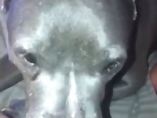 Man Fucks Small Dog