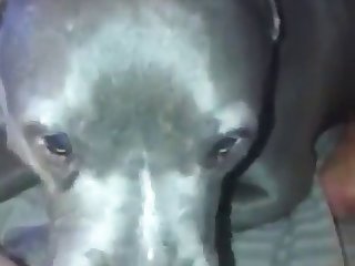 Man Fucks Small Dog