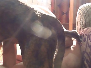 3d Horse Porn