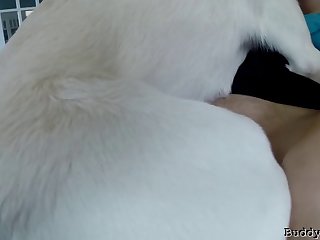 Dog Licking Penis