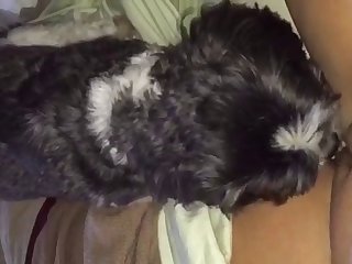 Zoophilia Video