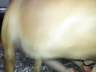 Man Fucking Animal