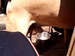 Animal Sex Videos