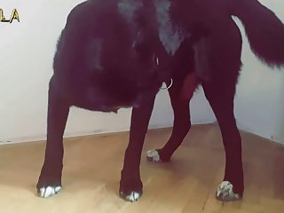 Cumming In Dogs Mouth