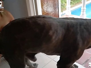 Fucking My Dog Porn