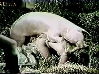 Dog Licking Ass Porn