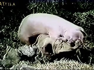 Dog Licking Ass Porn