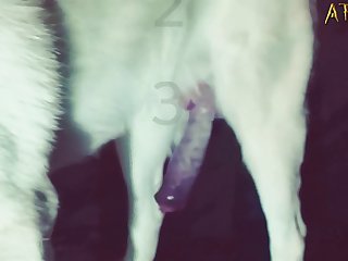 A Man Fuck Dog
