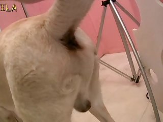 Asstr Dog Fuck