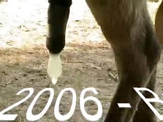 Home Alone Girl Fuck Dog