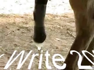 Home Alone Girl Fuck Dog