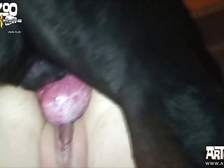 Dog Fuck W