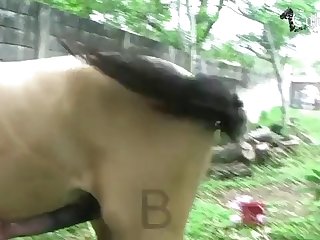 Teen Lets Dog Fuck Her On Cam