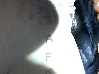 Gay Dog Fuck Comp