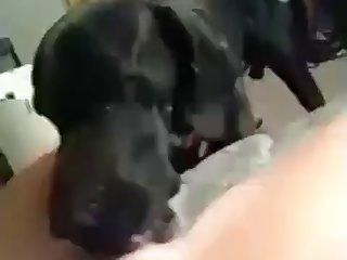 Sex Dog Fuck Teen