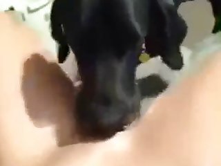 Sex Dog Fuck Teen