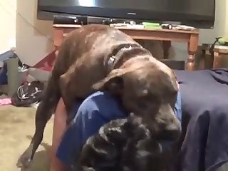 I Wanna Fuck A Dog Blink 182