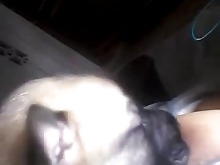 Dog Fuck Xvideo