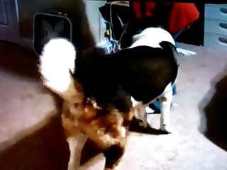 Dog Pussy In Heat Fuck