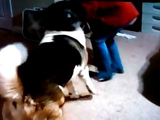 Dog Pussy In Heat Fuck
