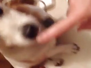 Dog. Fuck
