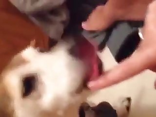 Dog. Fuck