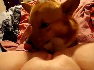 Super Pets Dog Fuck