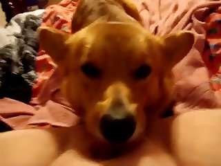 Super Pets Dog Fuck