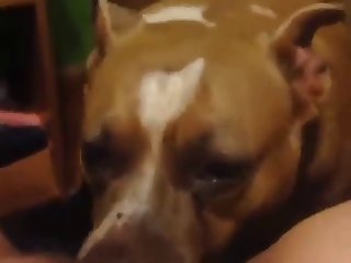 Fuck Dog Public