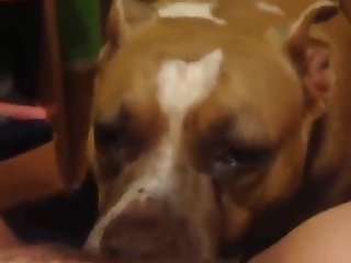 Fuck Dog Public