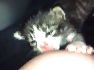 Wife Fuck A Dog